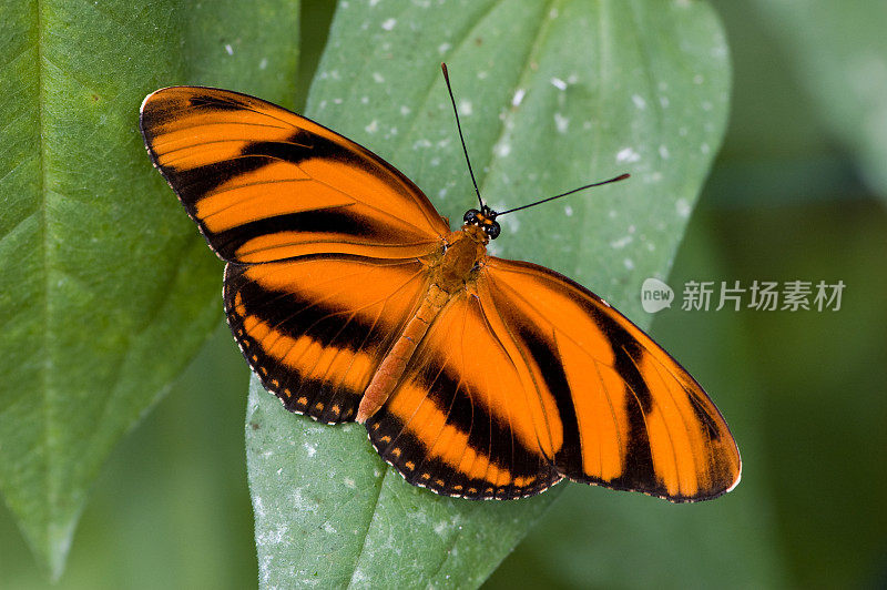 条纹橙蝶(Dryadula phaetusa)